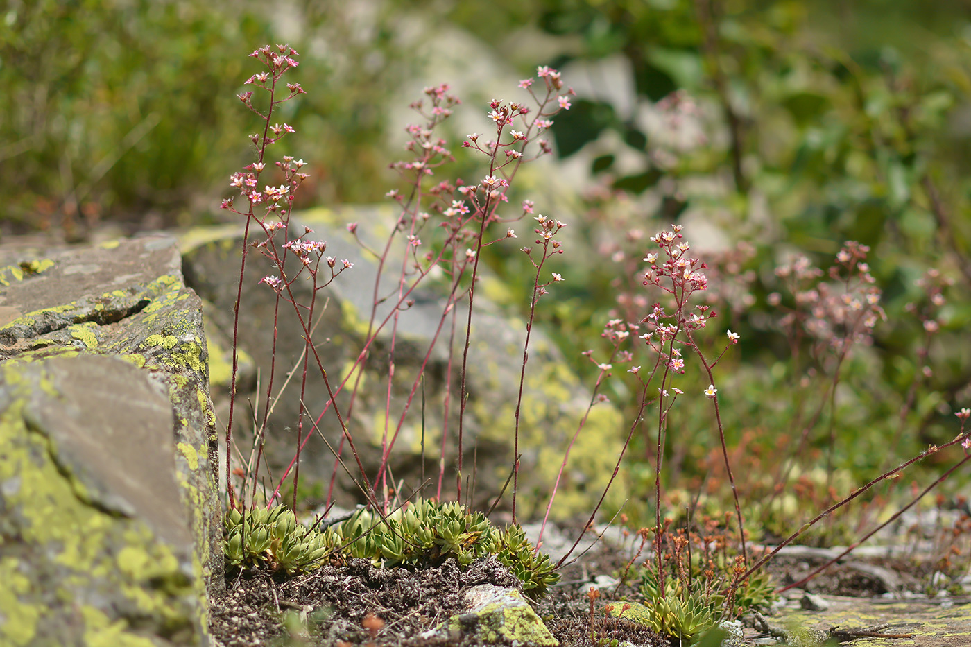 Image of Saxifraga kolenatiana specimen.