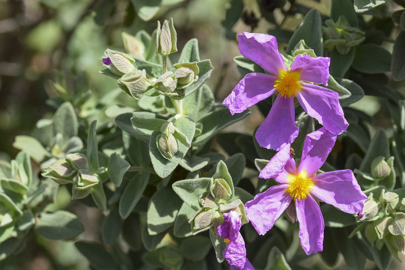 Изображение особи Cistus albidus.