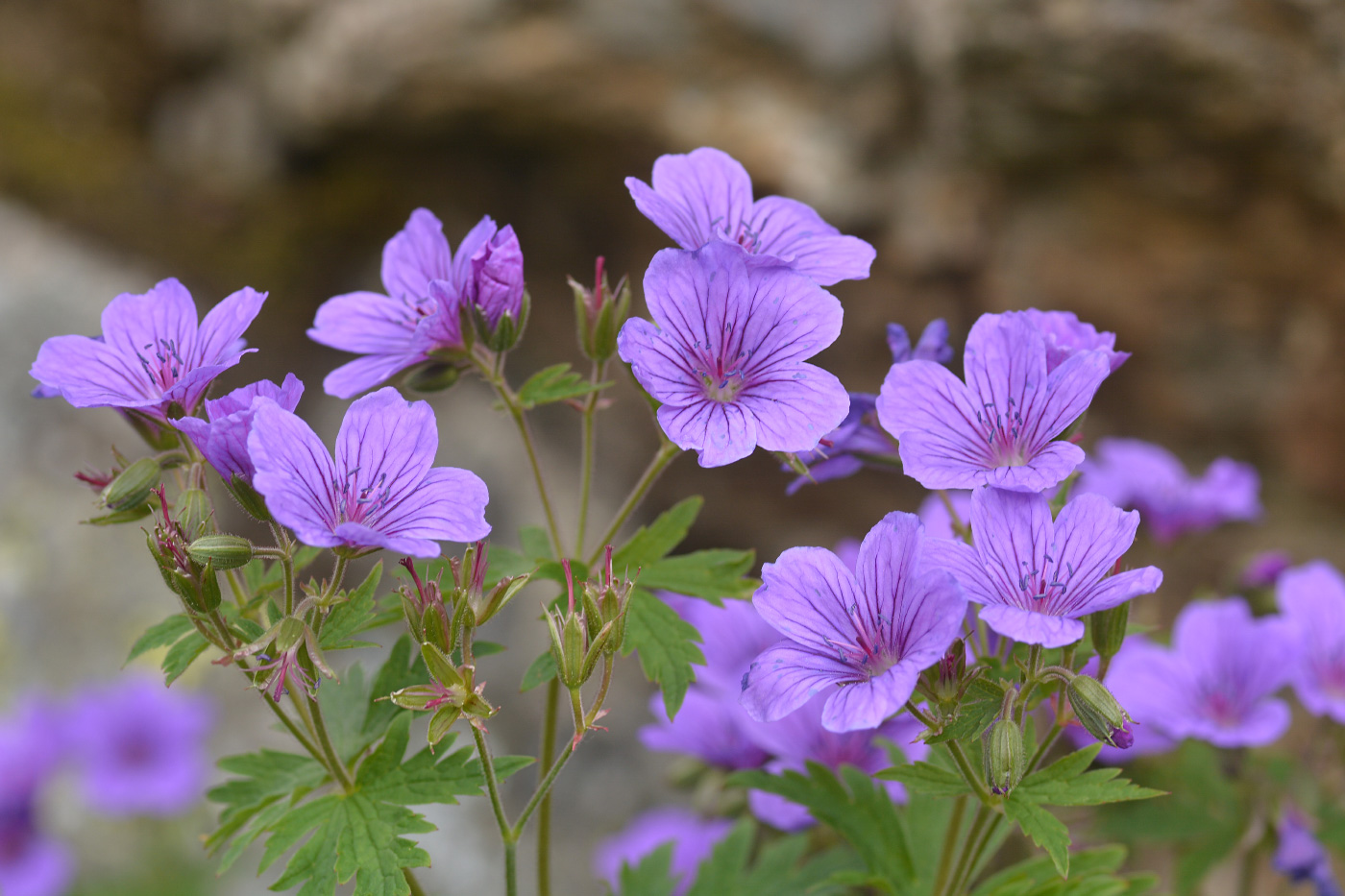 Image of Geranium sylvaticum specimen.