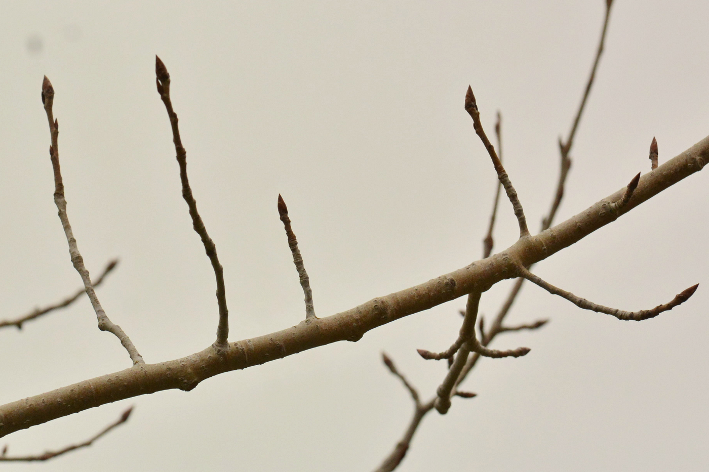 Image of Populus davidiana specimen.