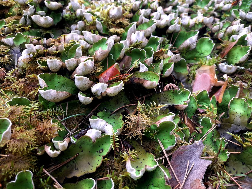 Image of Peltigera aphthosa specimen.