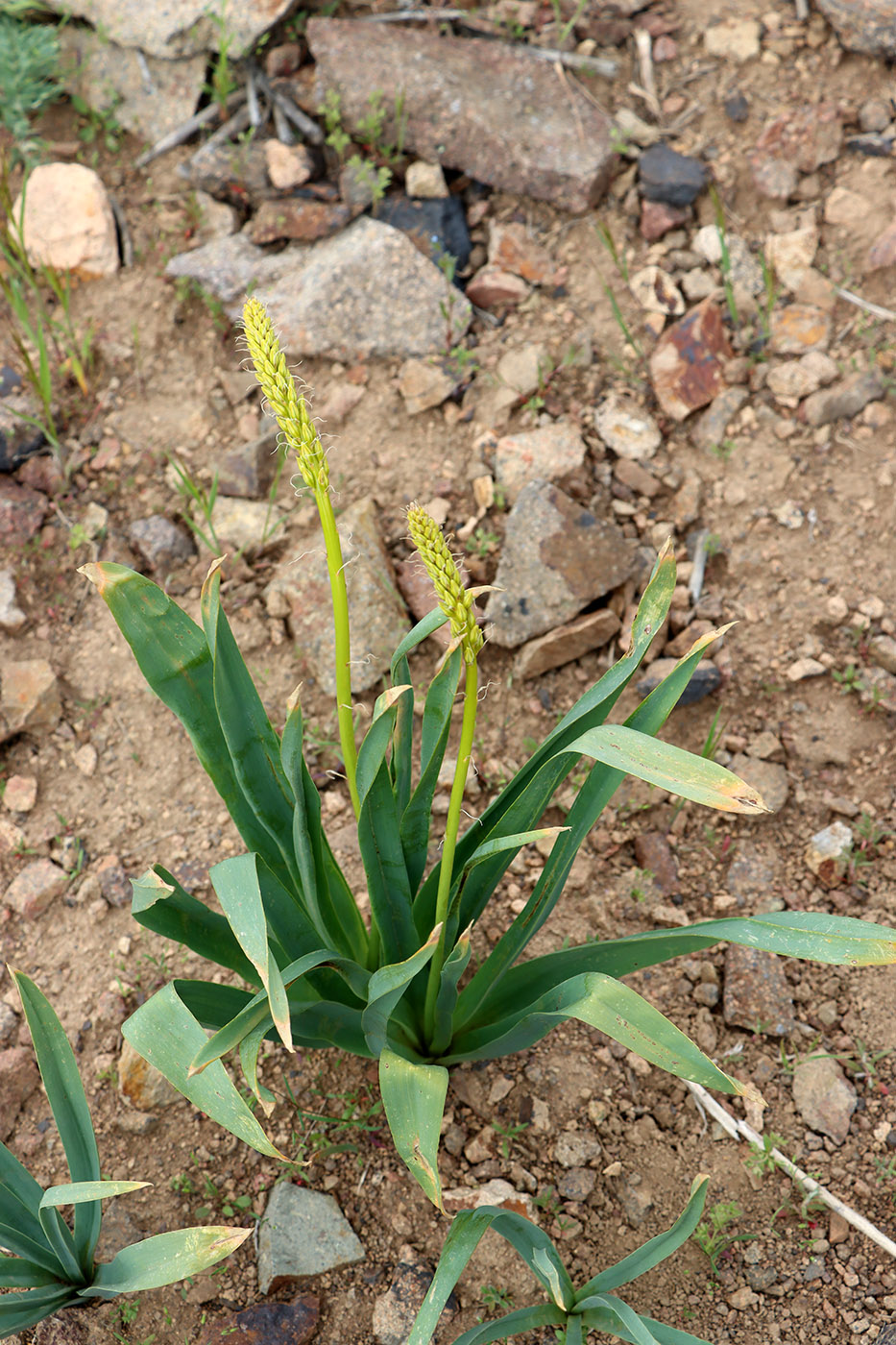 Image of Eremurus turkestanicus specimen.