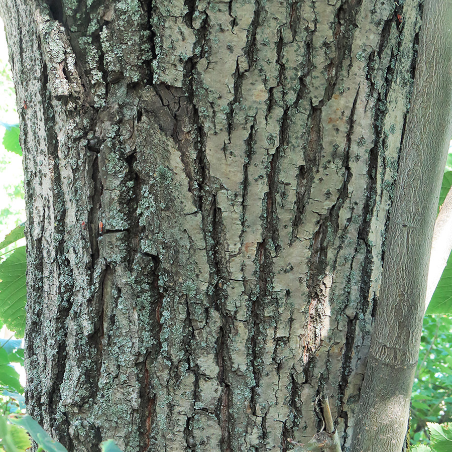 Image of Tilia &times; europaea specimen.