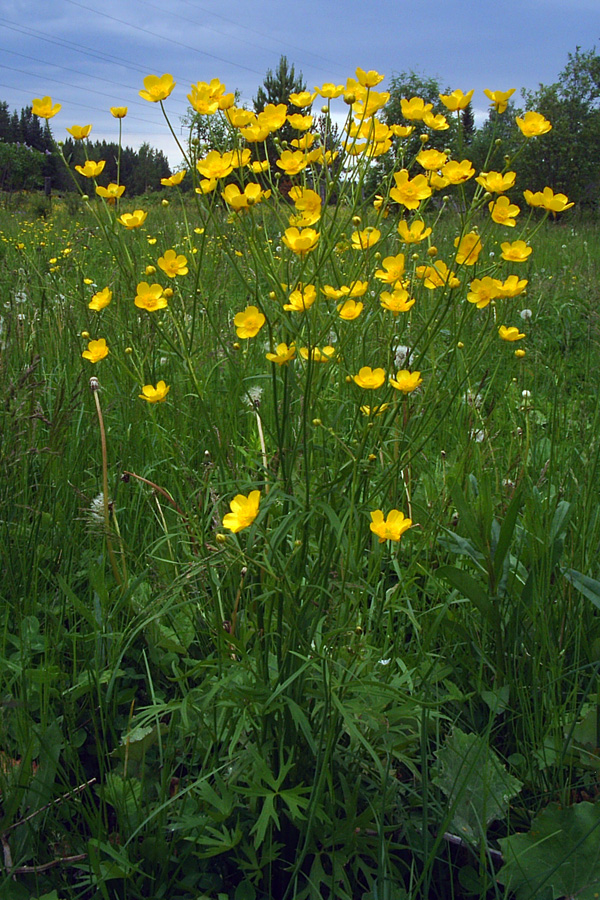 Image of Ranunculus acris specimen.