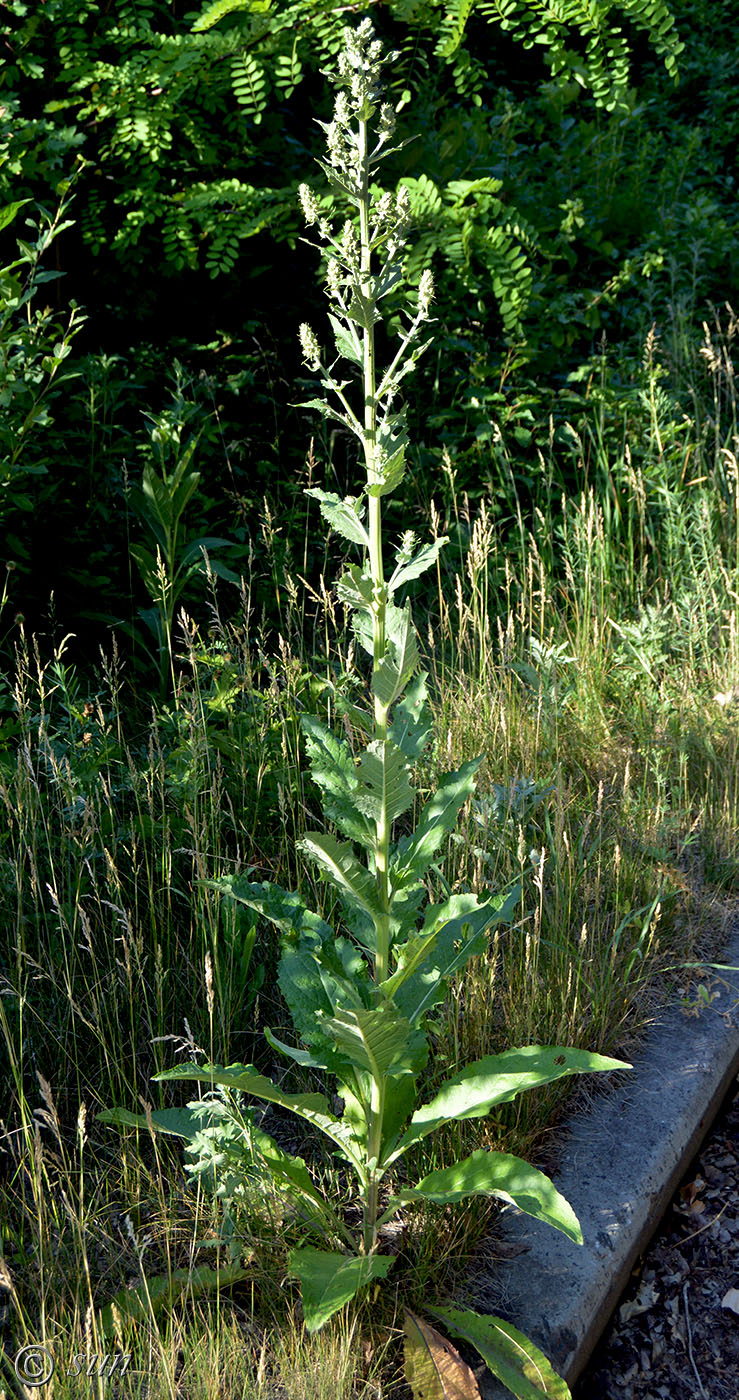 Изображение особи Verbascum lychnitis.