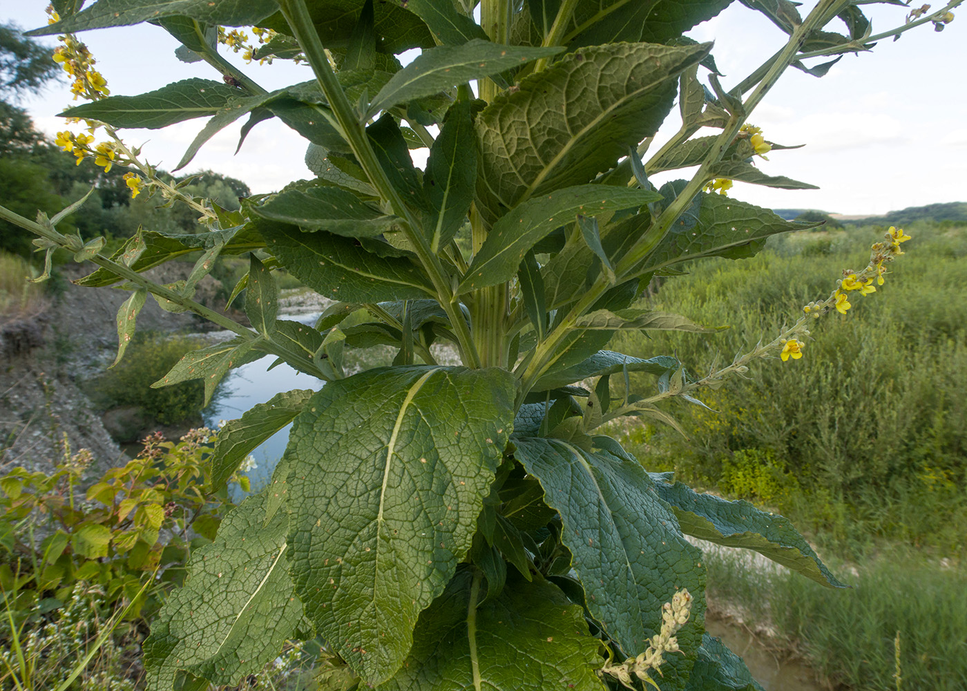 Изображение особи Verbascum lychnitis.