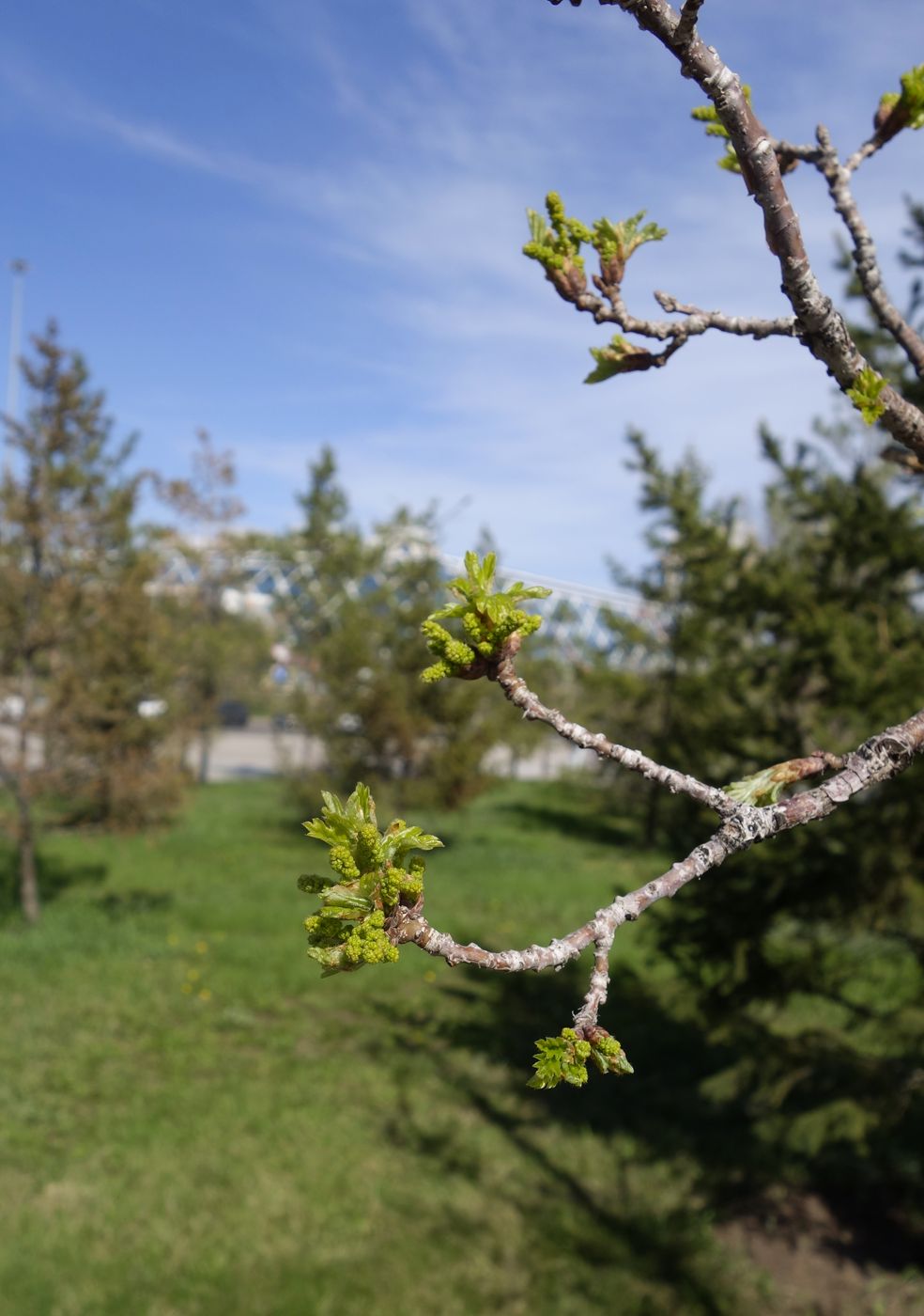 Изображение особи Quercus robur.