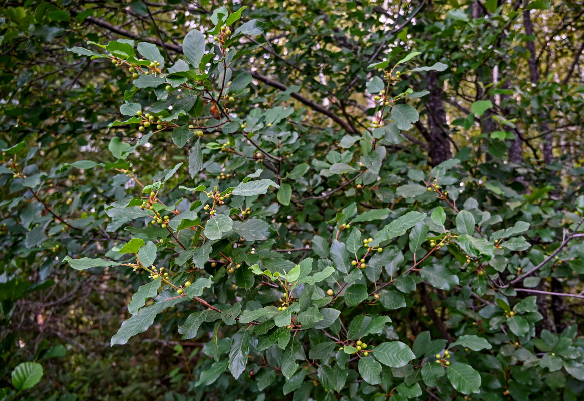 Image of Frangula alnus specimen.