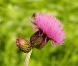 Cirsium heterophyllum. Верхушка побега с цветущим и нераспустившимся соцветиями и сидящей мухой. Карелия, Сортавальский р-н, о. Валаам, смешанный лес, в низине. Июль 2024 г.