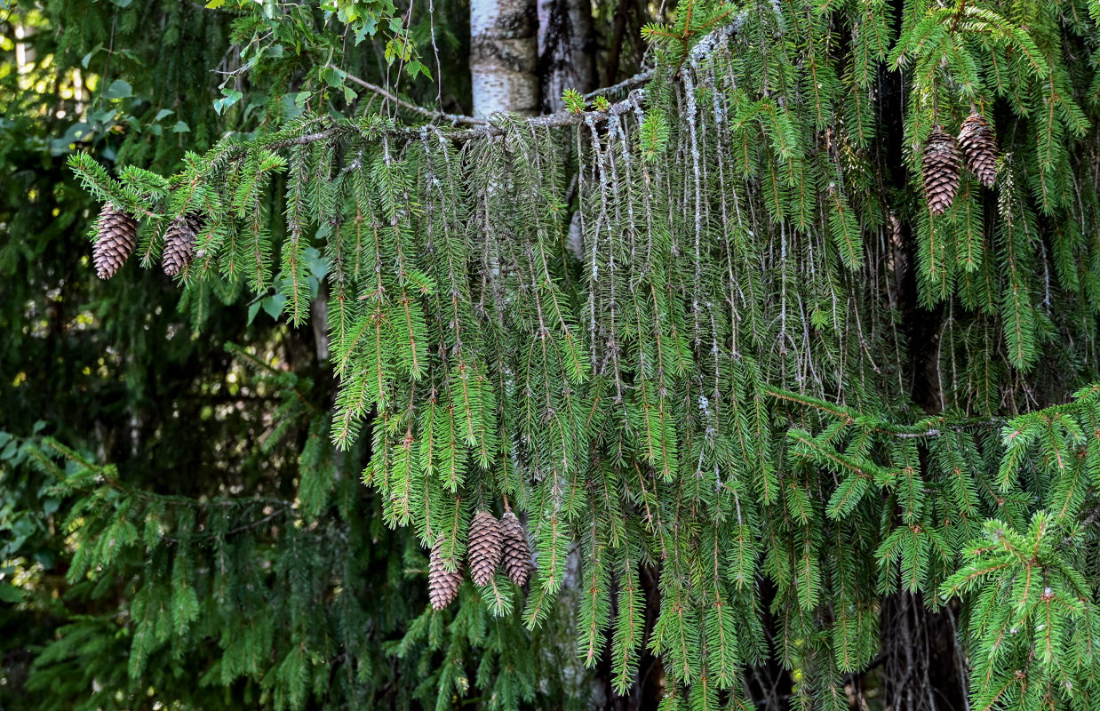 Изображение особи Picea abies.