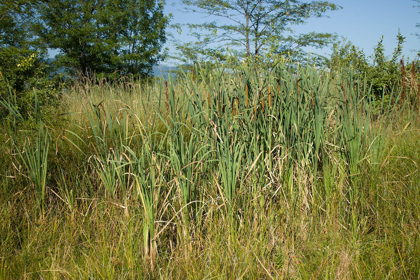 Изображение особи Typha latifolia.