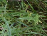 Cirsium vulgare. Лист. Рязанская обл., Милославский р-н, окр. р. Паника в 1 км выше устья, нижняя береговая терраса левого берега, луг. 31 июля 2024 г.