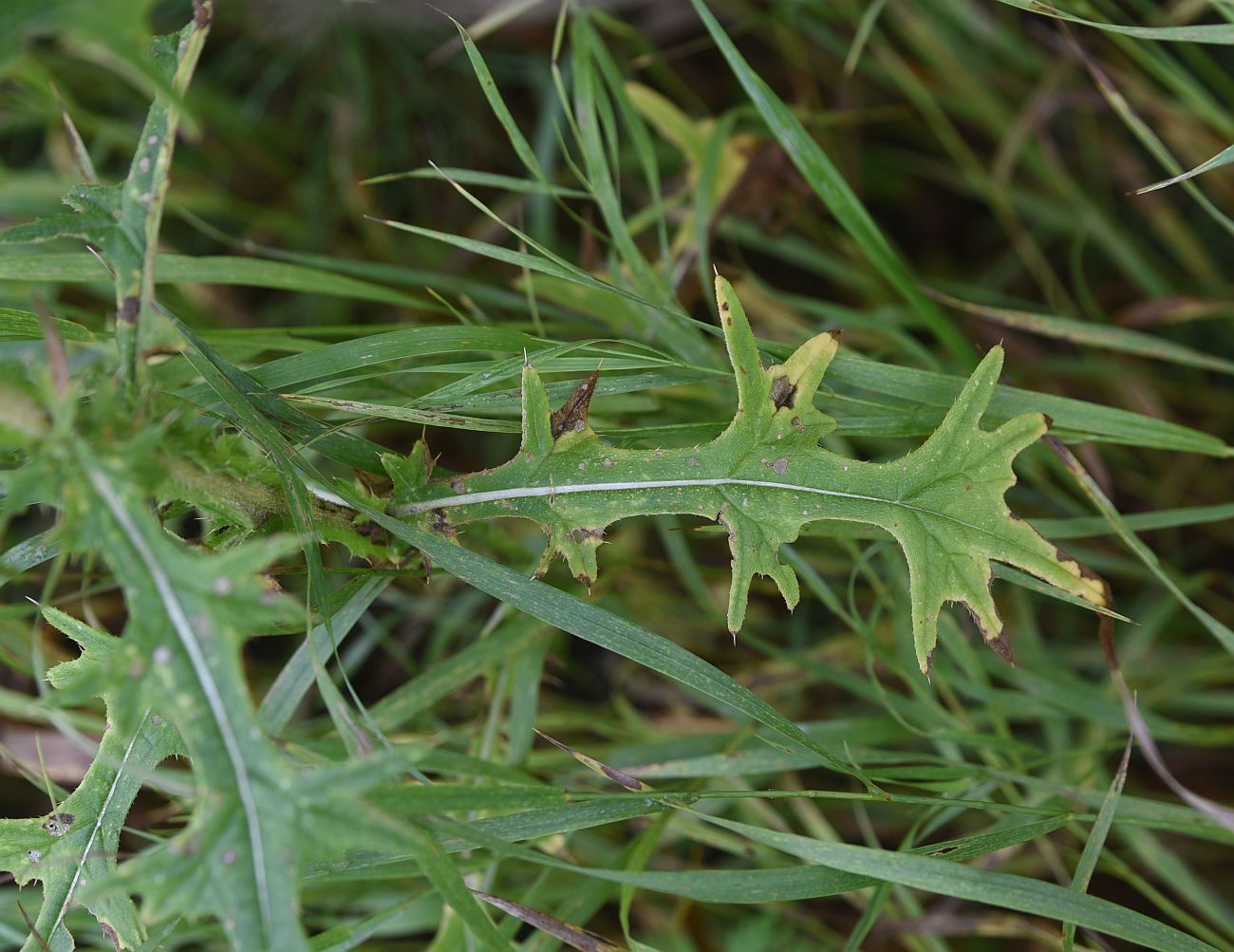 Изображение особи Cirsium vulgare.