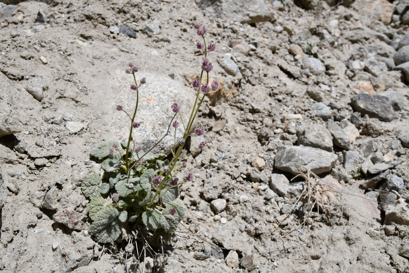 Изображение особи Nepeta floccosa.