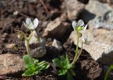 Micranthes merkii. Цветущие растения на каменистом склоне северо-восточной экспозиции. Камчатский край, Елизовский р-н, подножие горы Вачкажицы, берег р. Тахколоч. 04.08.2024.