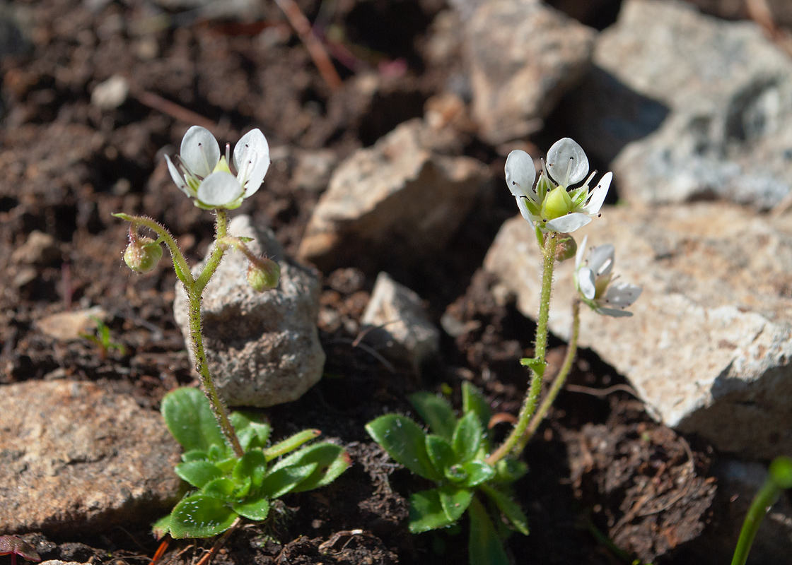 Изображение особи Micranthes merkii.