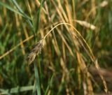 род Triticum. Верхушка плодоносящего растения. Липецкая обл., Данковский р-н, окр. с. Никольское, левый берег р. Дон, поле. 2 августа 2024 г.