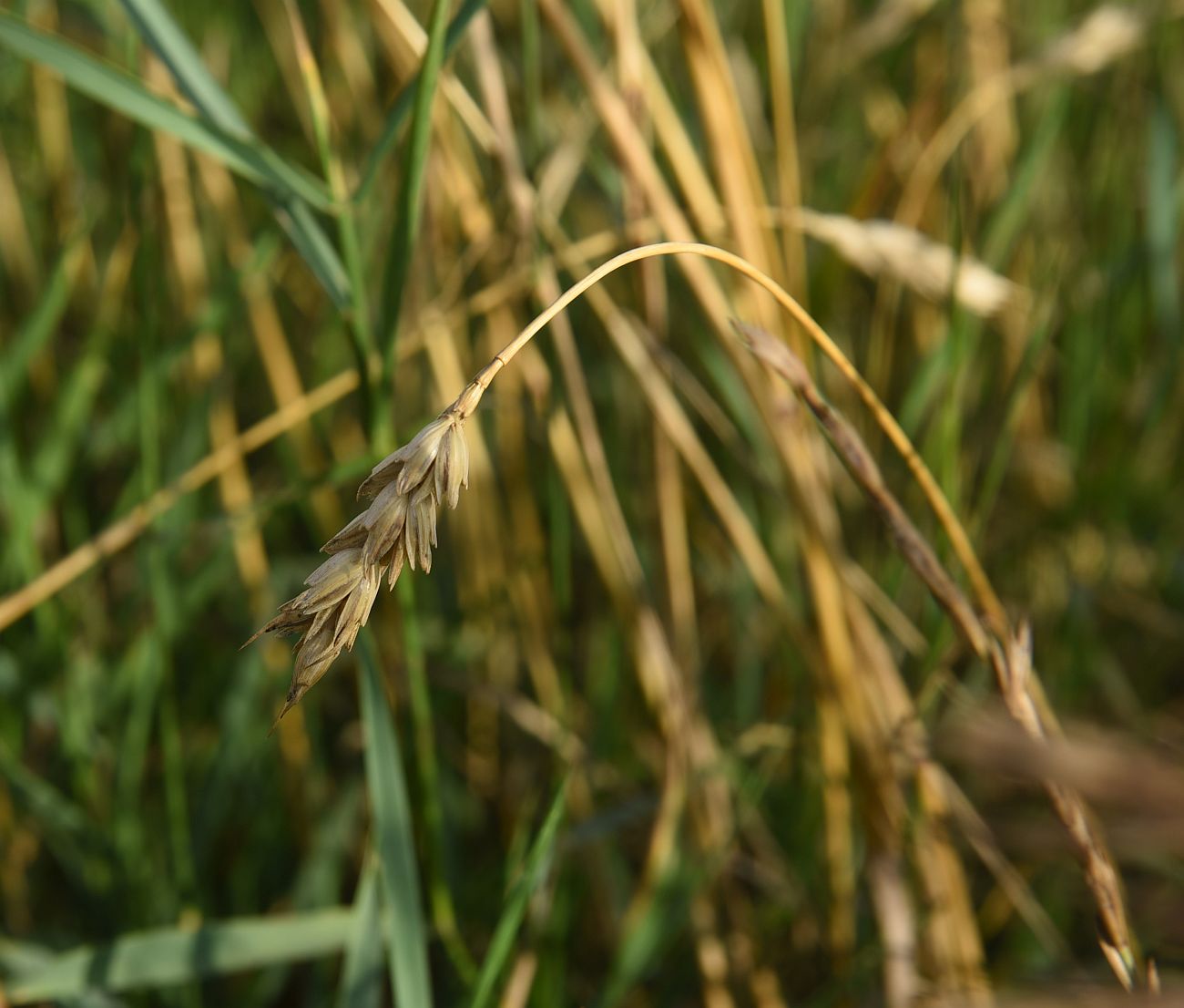 Image of genus Triticum specimen.