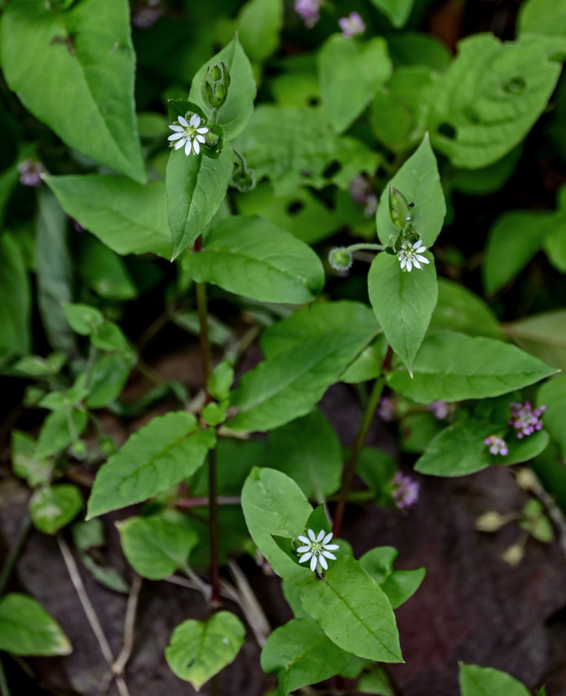 Image of Stellaria media specimen.