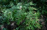 Pteridium pinetorum. Вайя. Московская обл., Дмитровский гор. округ, долина р. Волгуша, смешанный лес. 31.08.2024.