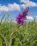 Dactylorhiza urvilleana. Верхушка побега с соцветием. Карачаево-Черкесия, Зеленчукский р-н, гора Джисса, ≈ 1500 м н.у.м., субальпийский луг. 14.06.2024.