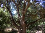 Quercus ilex. Часть кроны цветущего дерева. Крым, Южный Берег, городской округ Ялта, Массандровский парк. 29.05.2024.