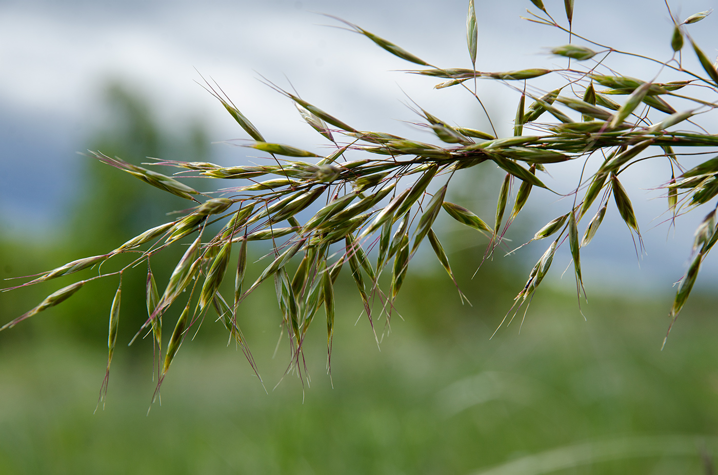 Изображение особи семейство Poaceae.