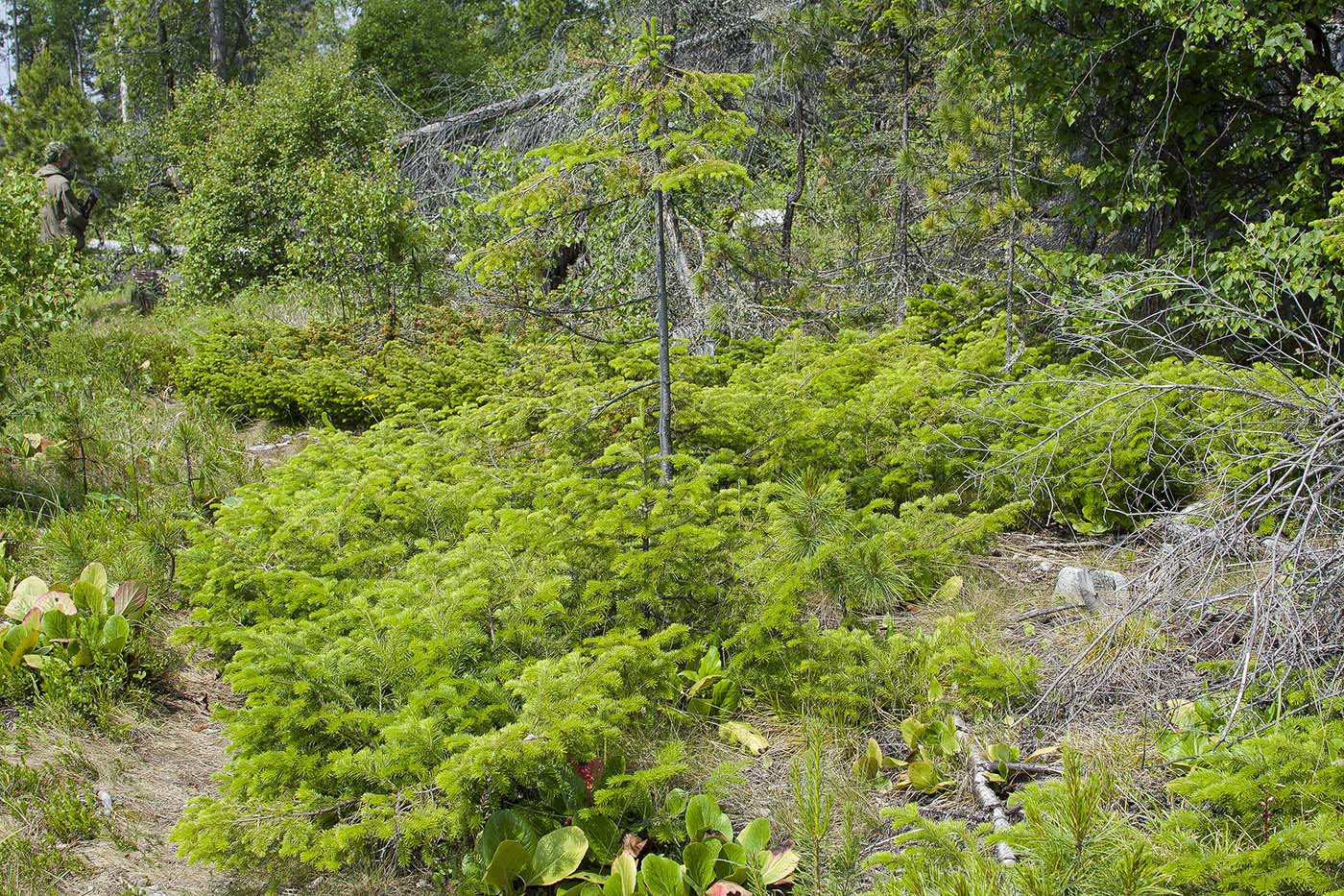 Image of Abies sibirica specimen.