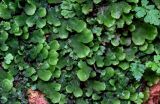 genus Marchantia. Талломы. Китай, пров. Гуанси, рисовые террасы Лунцзи, глинистый склон. 29.05.2024.