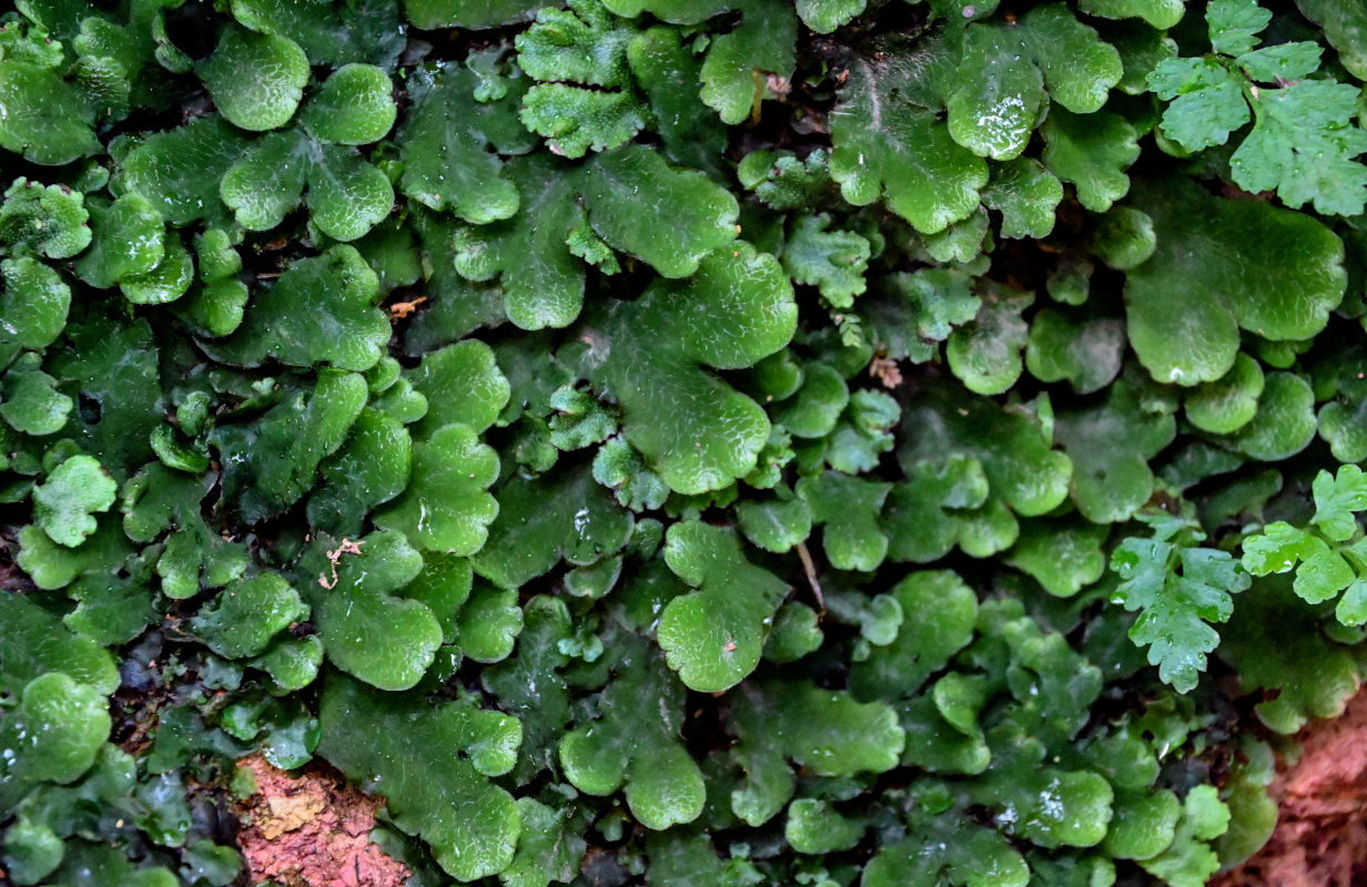 Изображение особи род Marchantia.