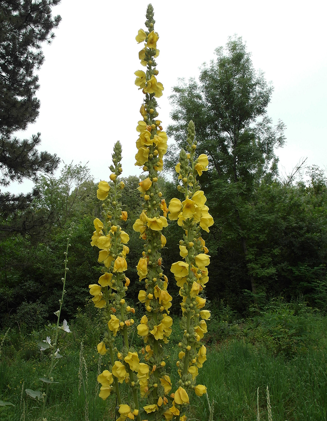 Изображение особи род Verbascum.