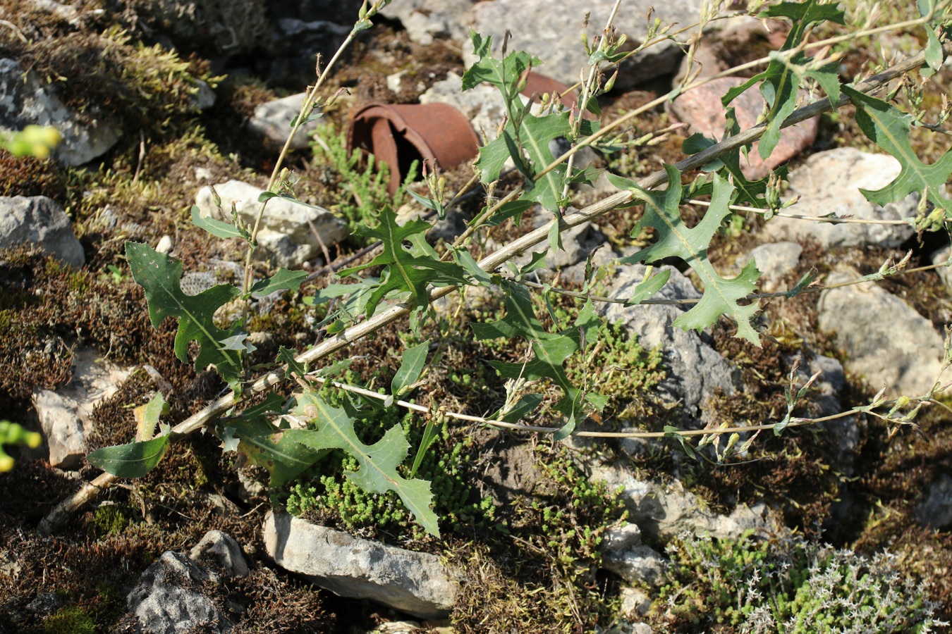 Изображение особи Lactuca serriola.