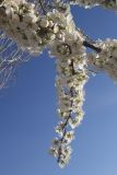 genus Prunus