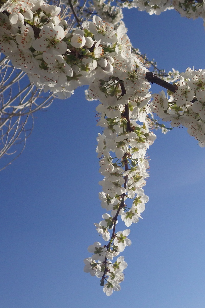 Изображение особи род Prunus.