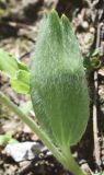 Смотреть изображение Ranunculus paucidentatus