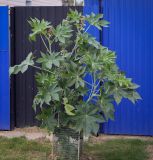 Смотреть изображение Ricinus communis