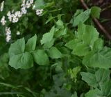 View full-size image Sonchus oleraceus