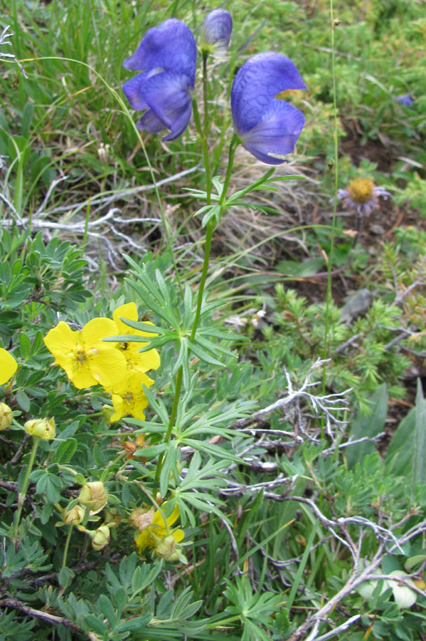 Изображение особи род Aconitum.