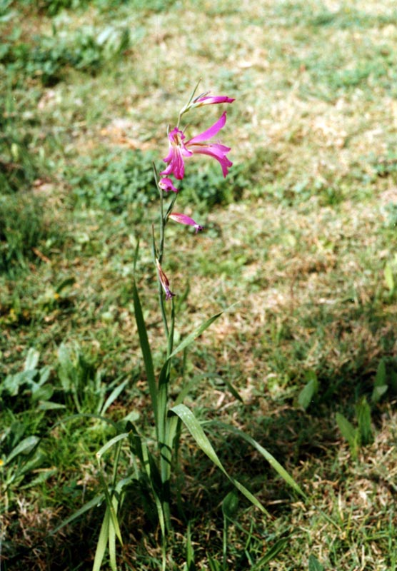 Image of genus Gladiolus specimen.