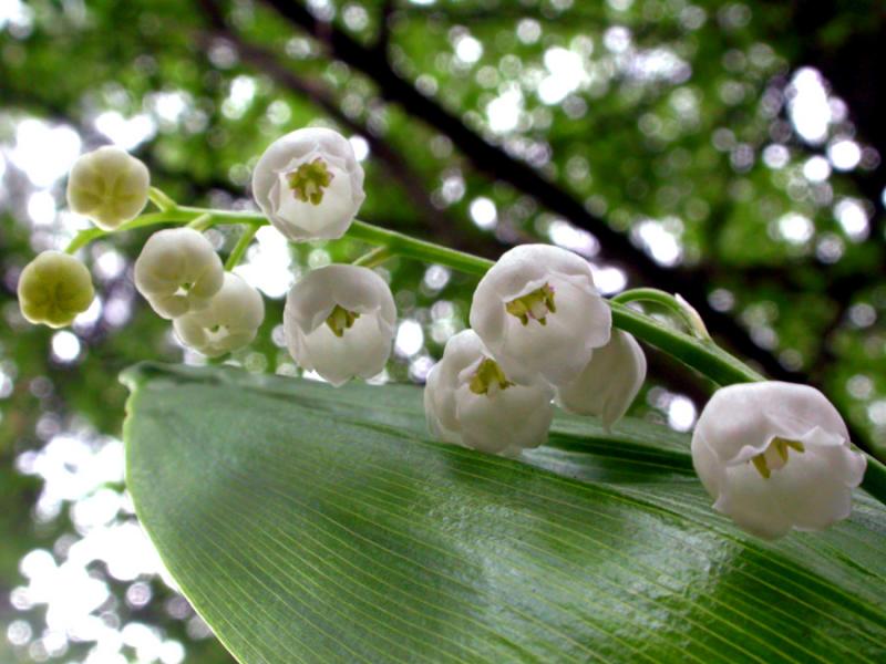 Изображение особи Convallaria majalis.