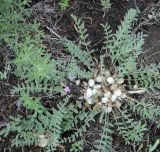 Astragalus testiculatus