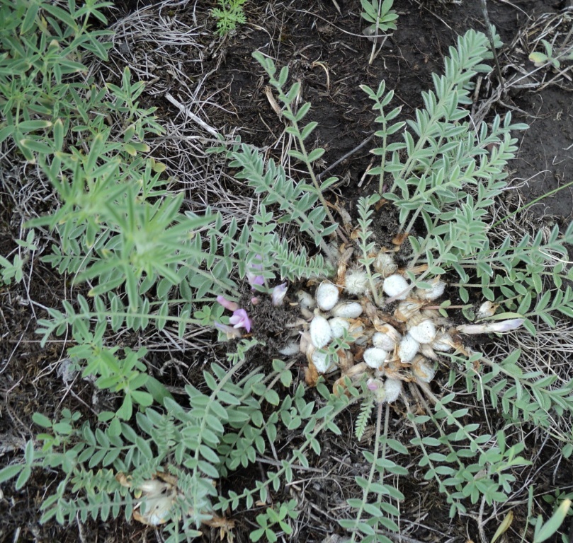 Image of Astragalus testiculatus specimen.