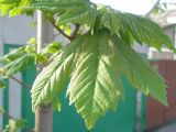 Acer pseudoplatanus