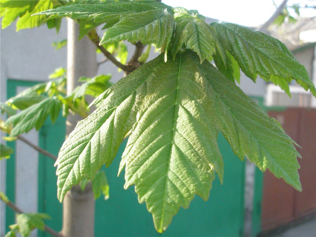 Image of Acer pseudoplatanus specimen.