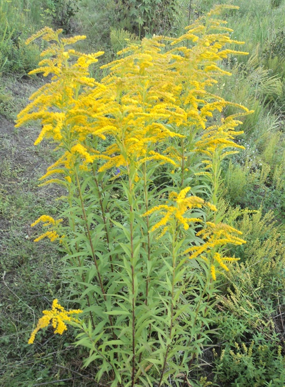 Image of Solidago canadensis specimen.