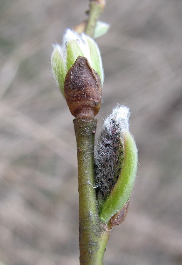 Image of Salix myrsinifolia specimen.