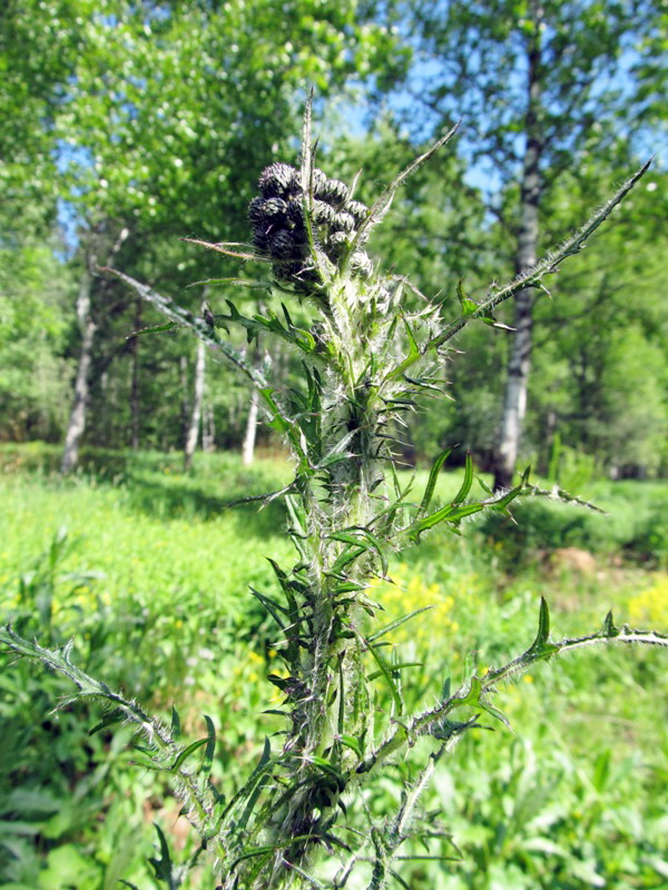 Image of Cirsium palustre specimen.