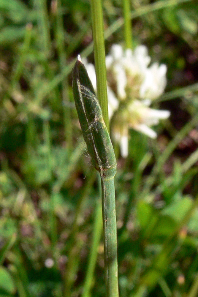 Image of genus Poa specimen.