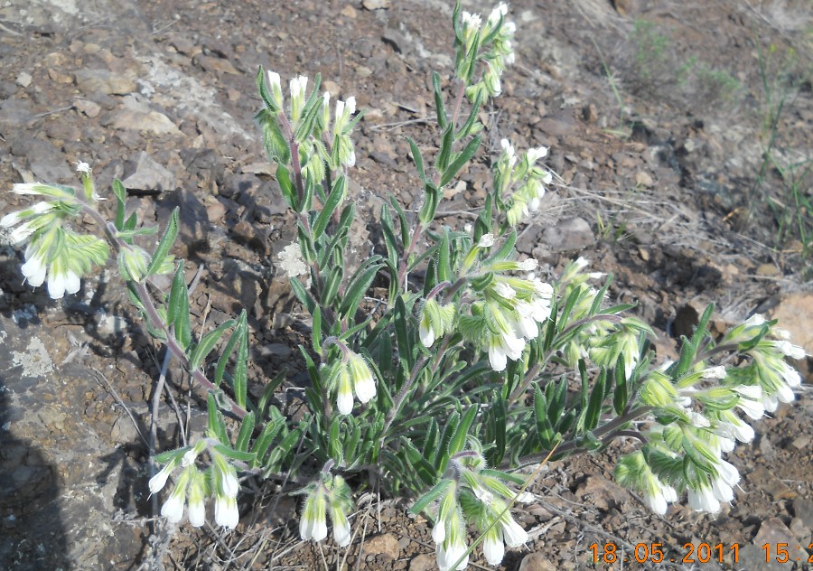 Изображение особи Onosma guberlinensis.