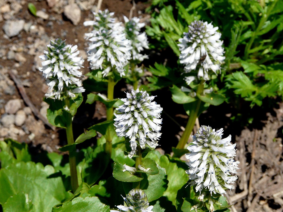 Image of Lagotis glauca specimen.